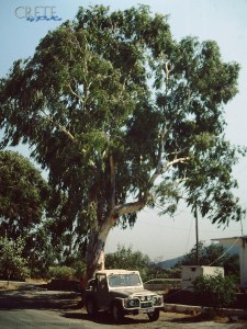 My beautiful picture